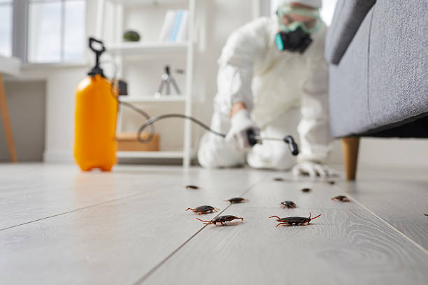 Commercial Kitchen Cockroach Control in St. Ann